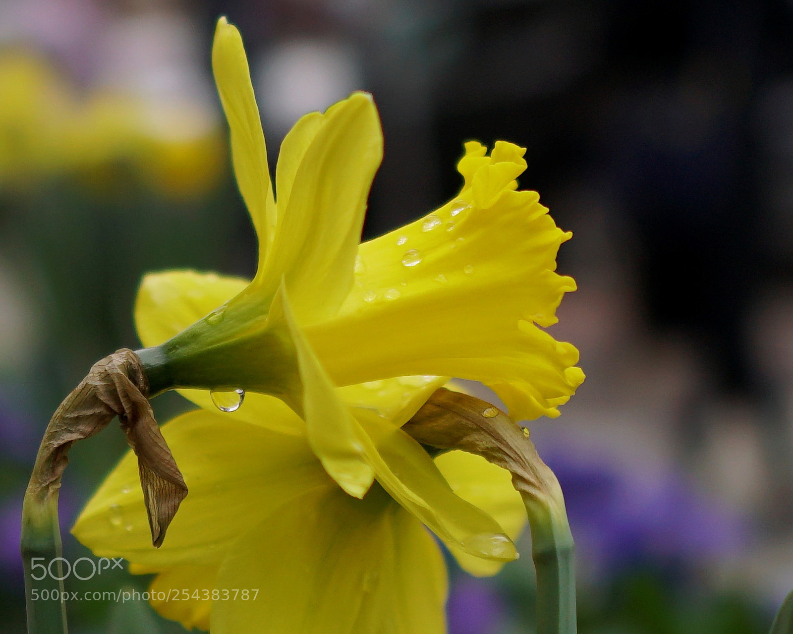 Sony a6500 sample photo. Rain drops on a photography