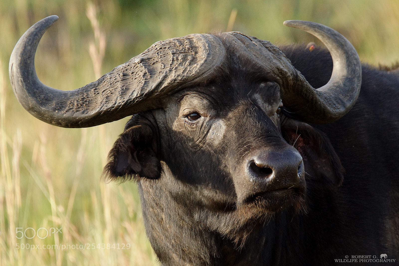 Sony SLT-A77 sample photo. Buffalo portrait photography