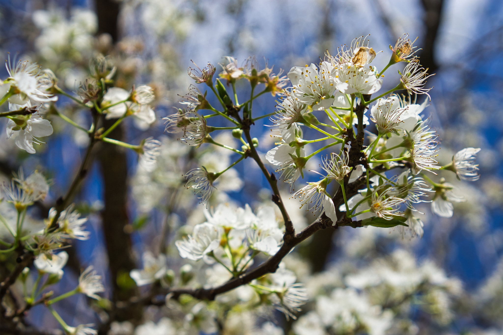 Sony E 35mm F1.8 OSS sample photo. Flowers photography