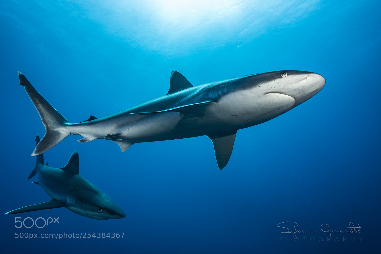 Nikon D800 sample photo. Requins pointe blanche du photography
