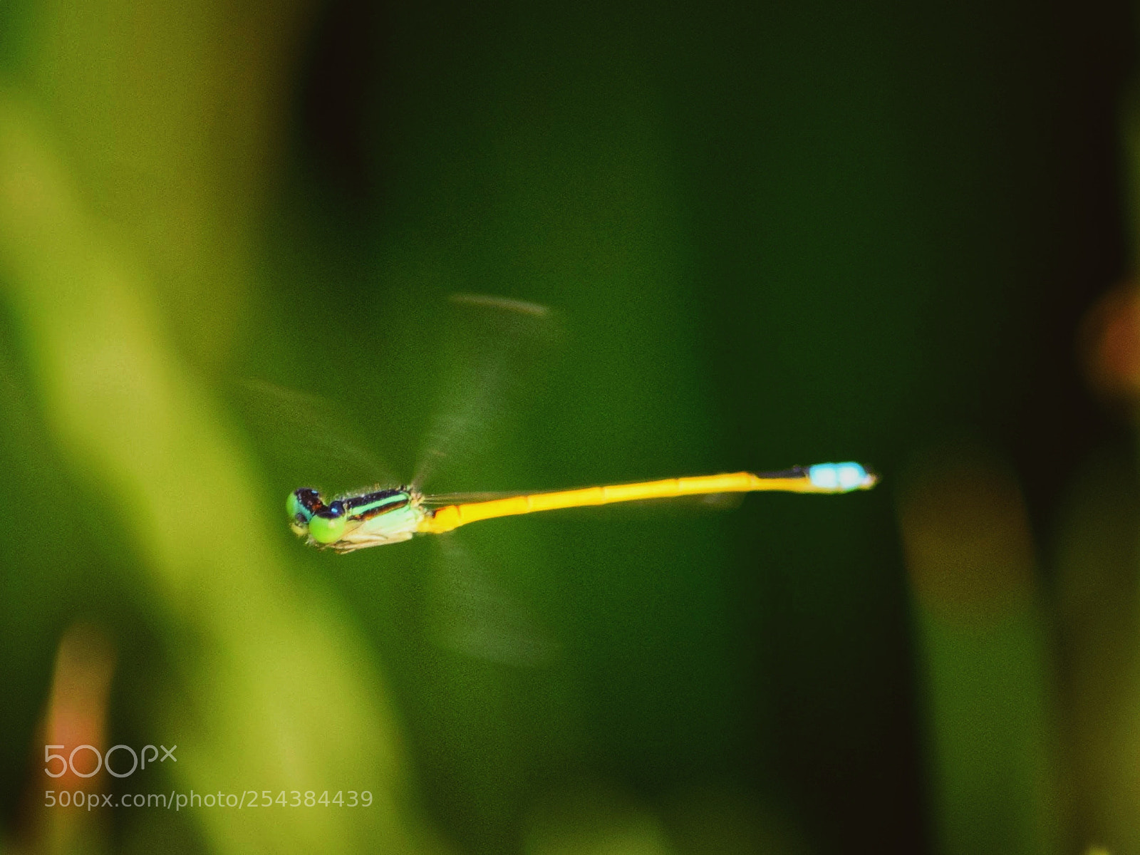 Nikon D3300 sample photo. Damselfly on flight photography
