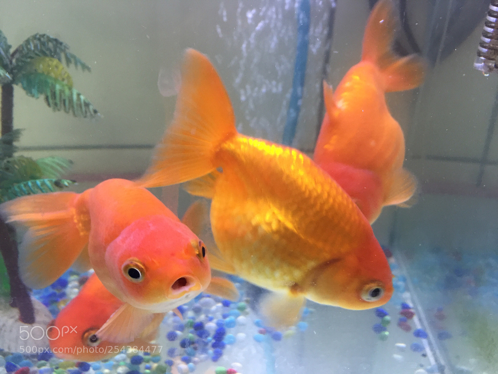 Apple iPhone 6 sample photo. Fish
 photography