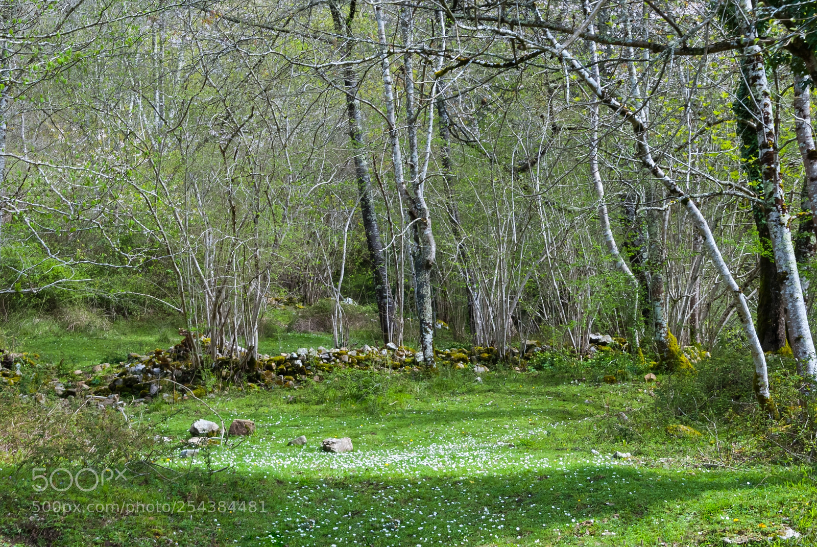 Nikon D3000 sample photo. Rincón primaveral photography
