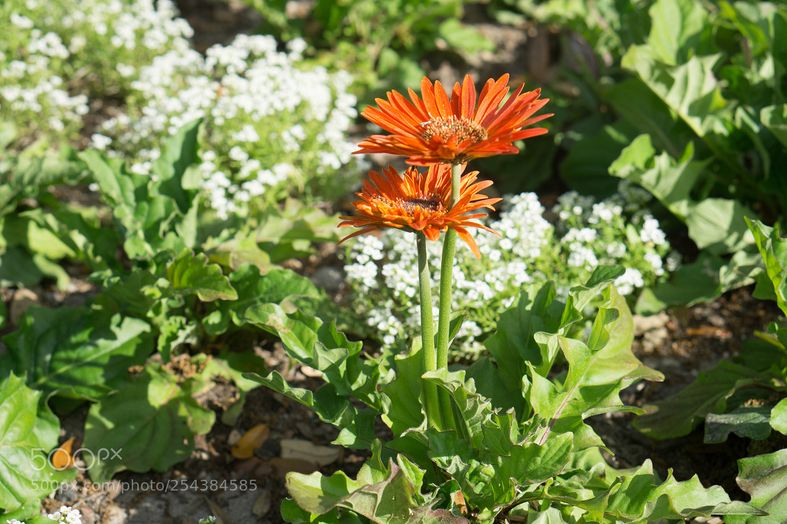 Sony a6000 sample photo. Dsc photography