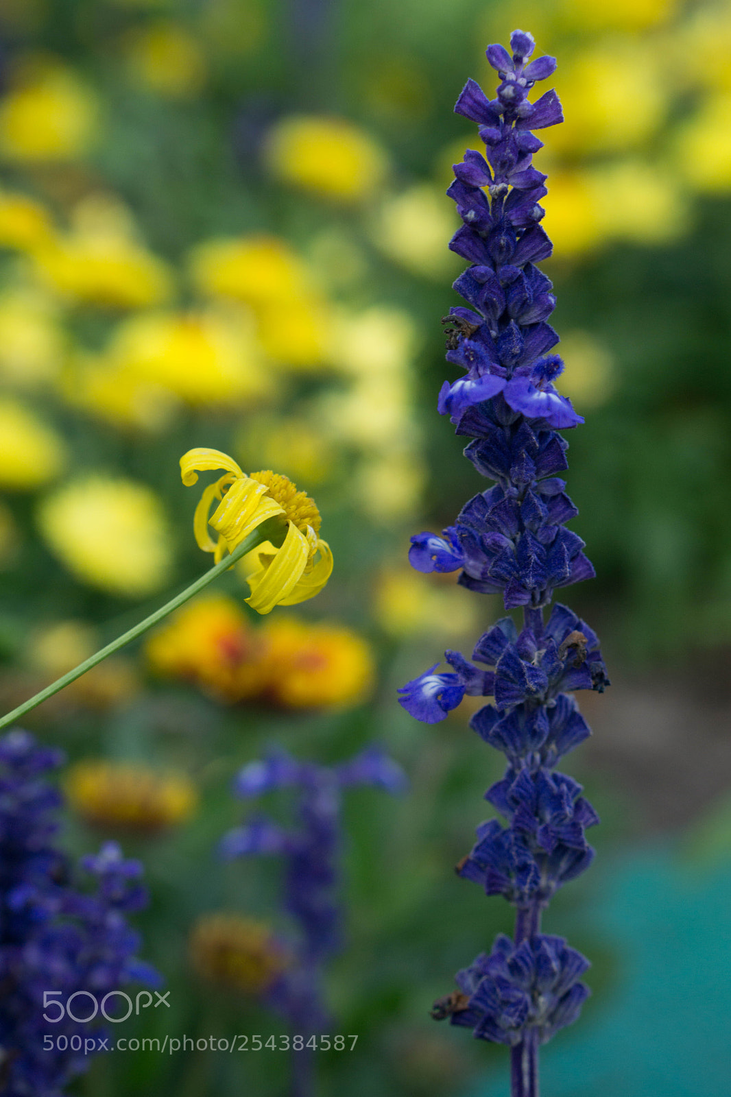 Sony a6000 sample photo. Dsc photography