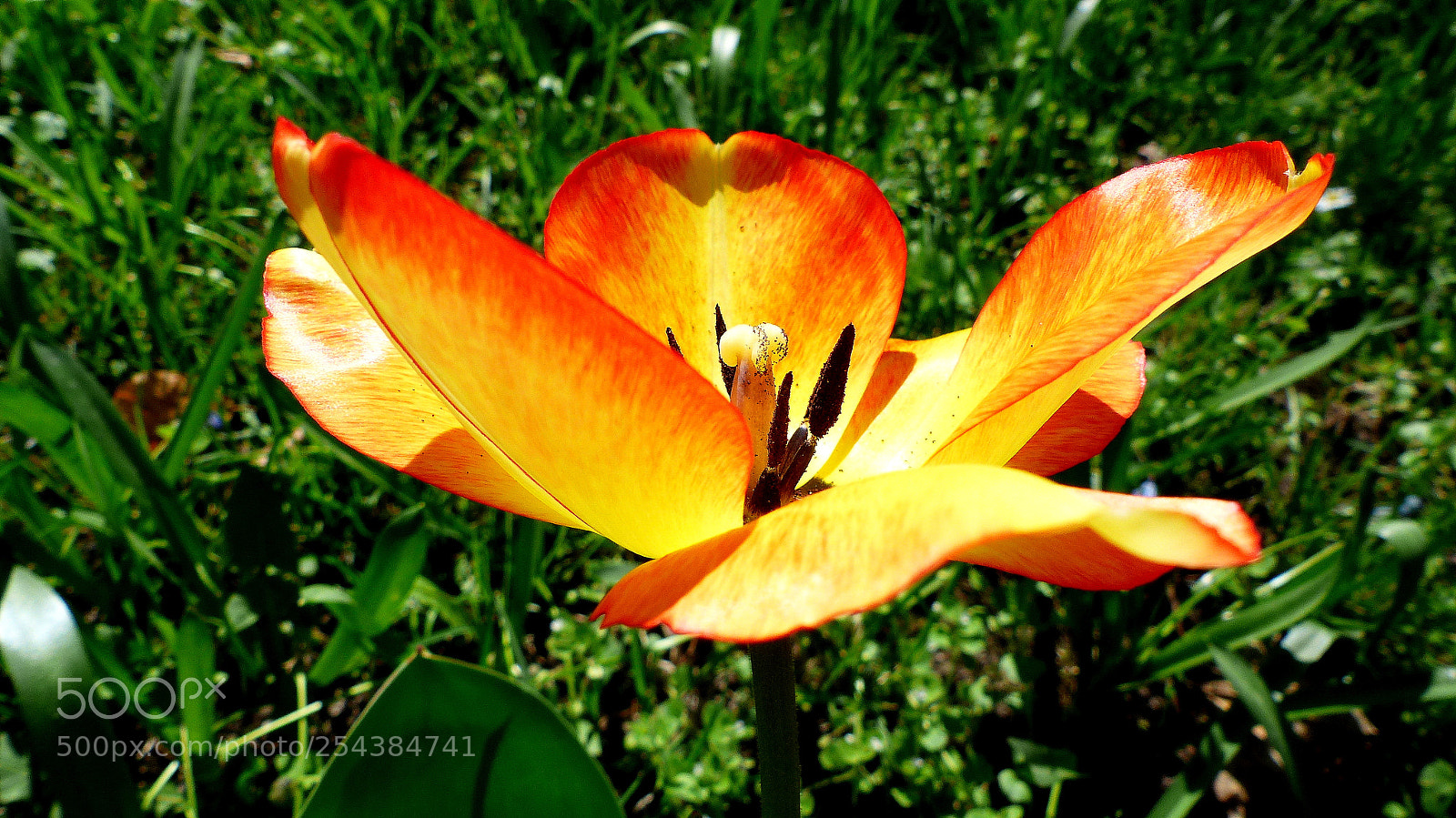 Panasonic Lumix DMC-FZ200 sample photo. Tulip. photography