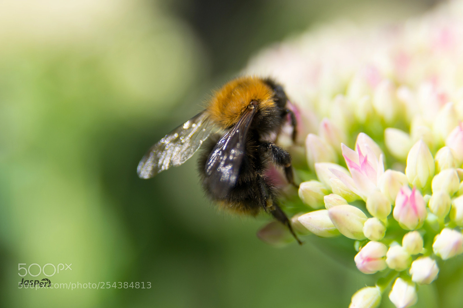 Nikon D3100 sample photo. Bumblebee photography