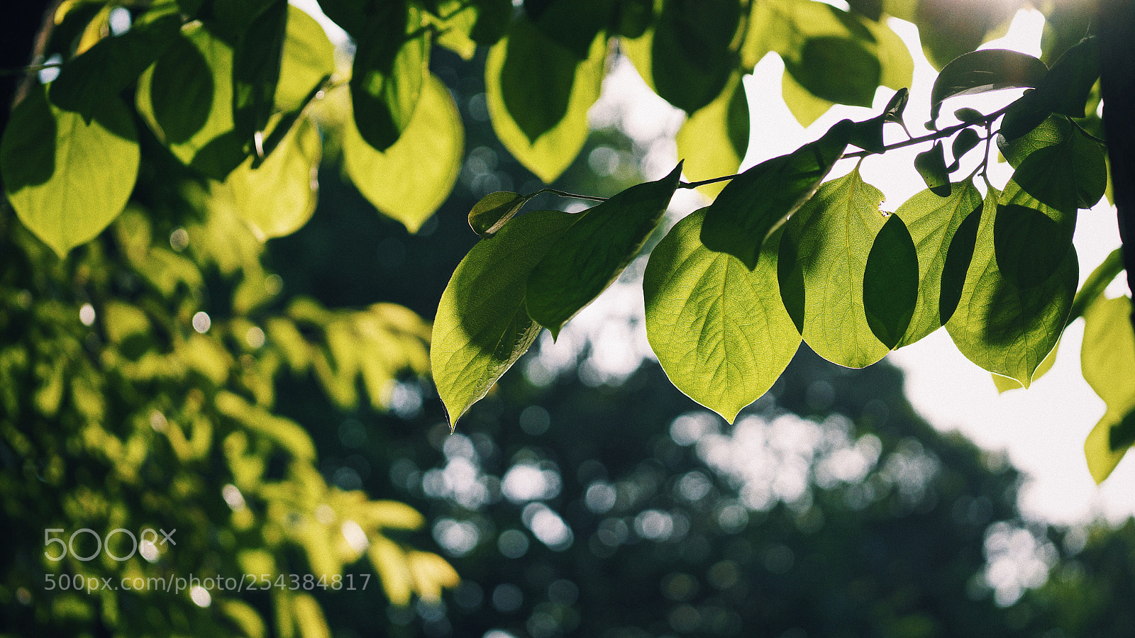 Sony Alpha NEX-7 sample photo. Untitled photography