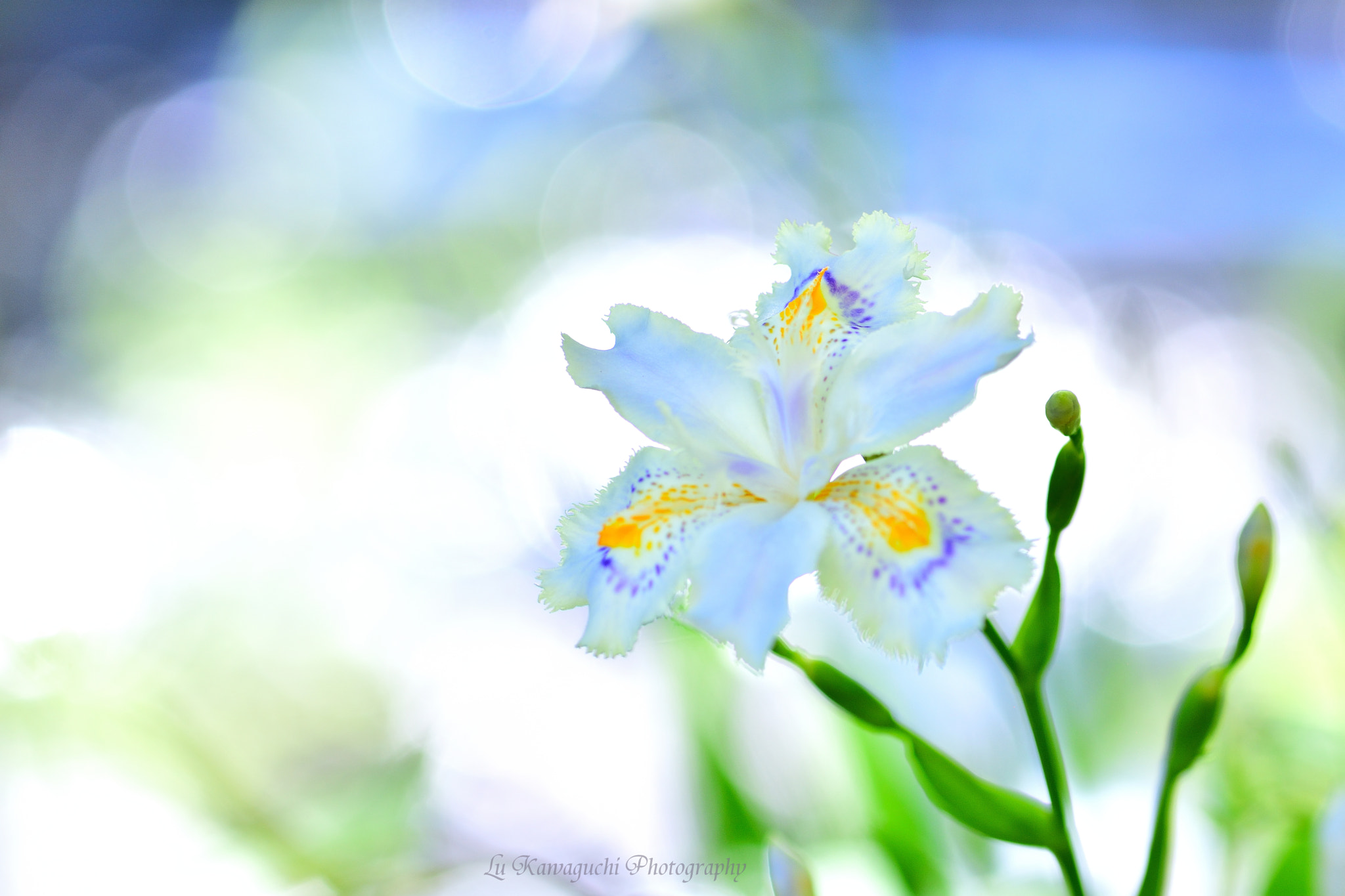 Nikon AF-S Micro-Nikkor 105mm F2.8G IF-ED VR sample photo. *lris japonica* photography