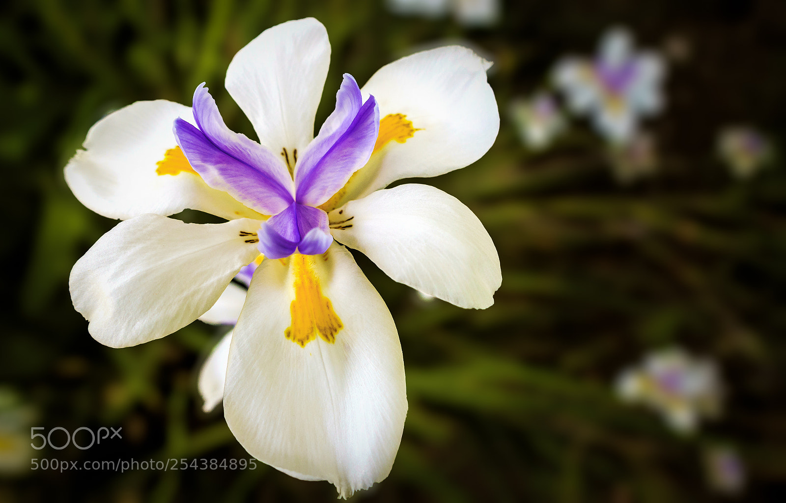 Sony Cyber-shot DSC-RX100 III sample photo. Wild iris photography