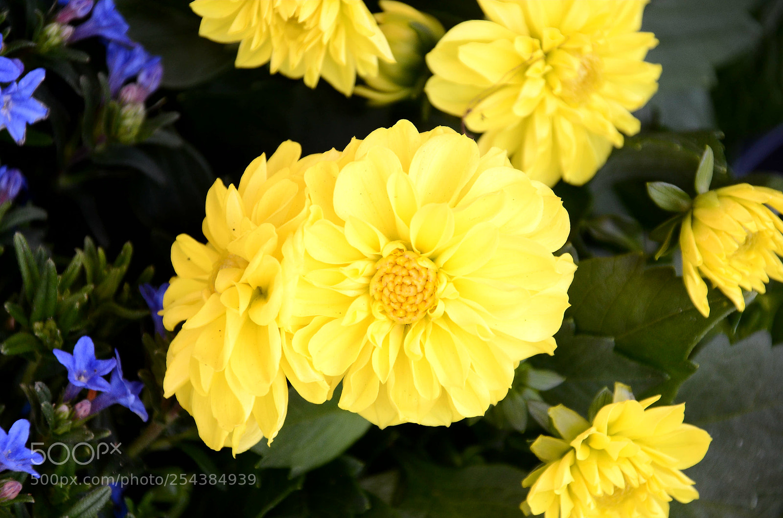 Nikon D7000 sample photo. Yellow_blue photography
