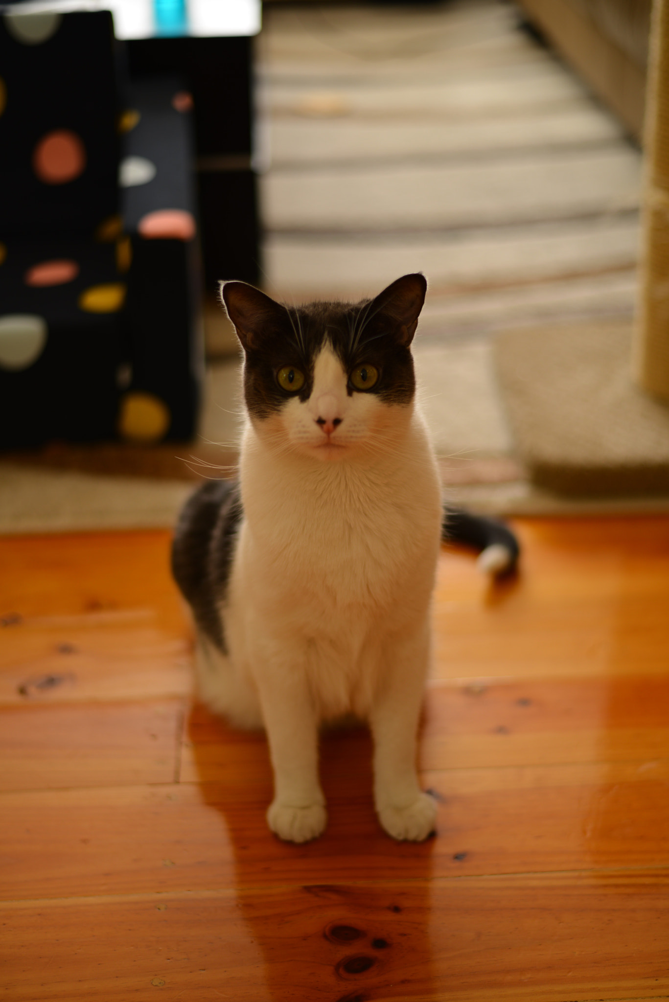 Nikon D800 + Nikon AF-S Nikkor 50mm F1.8G sample photo