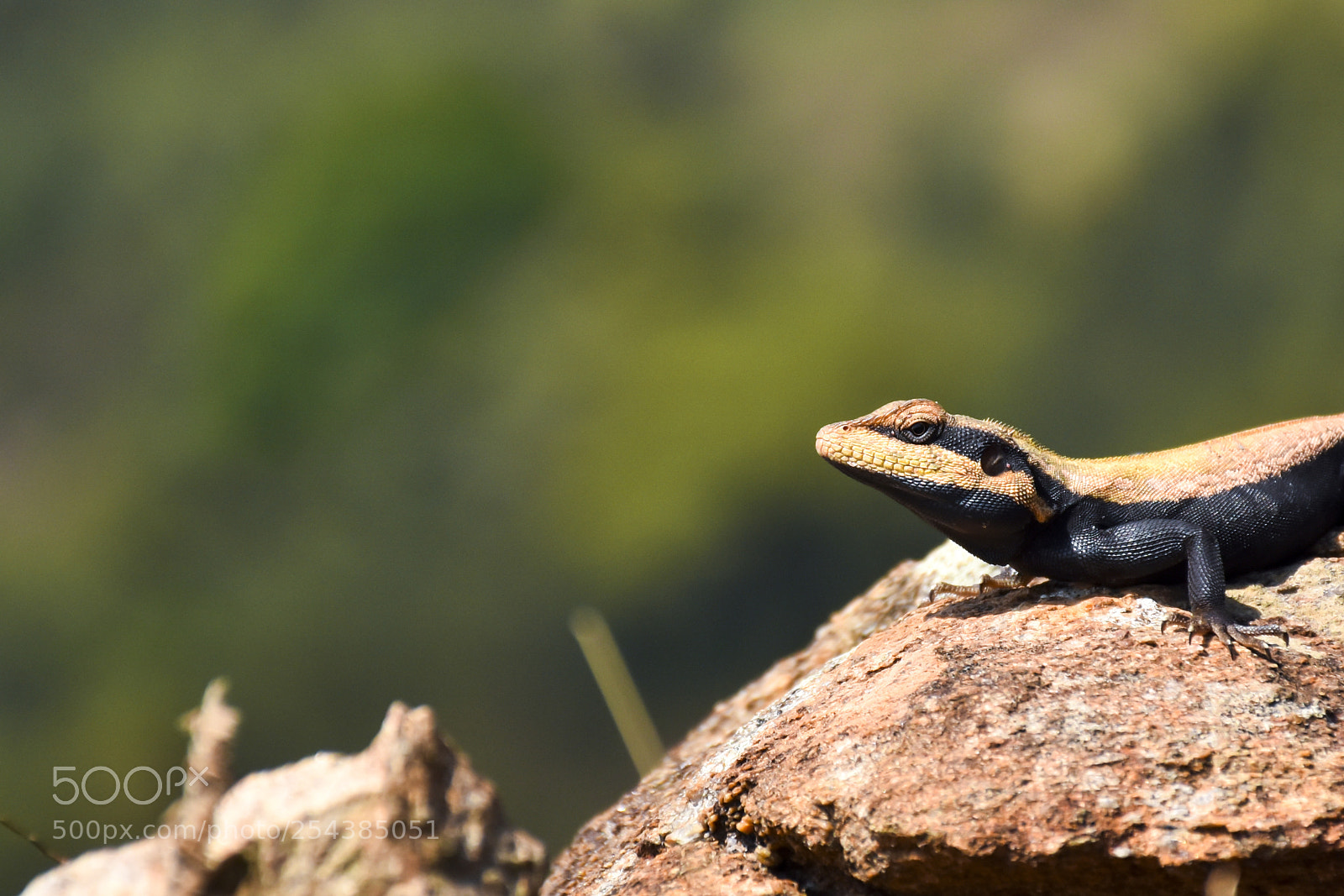 Nikon D7200 sample photo. South indian rock agama photography