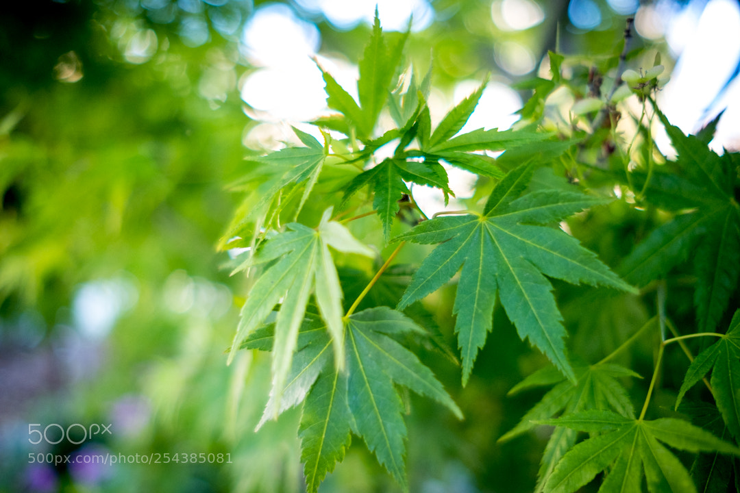 Fujifilm X-T20 sample photo. Leaves photography