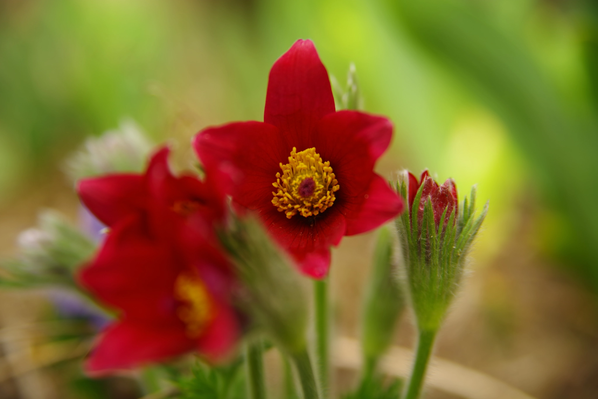 Pentax K-1 sample photo. Pulsatilla photography