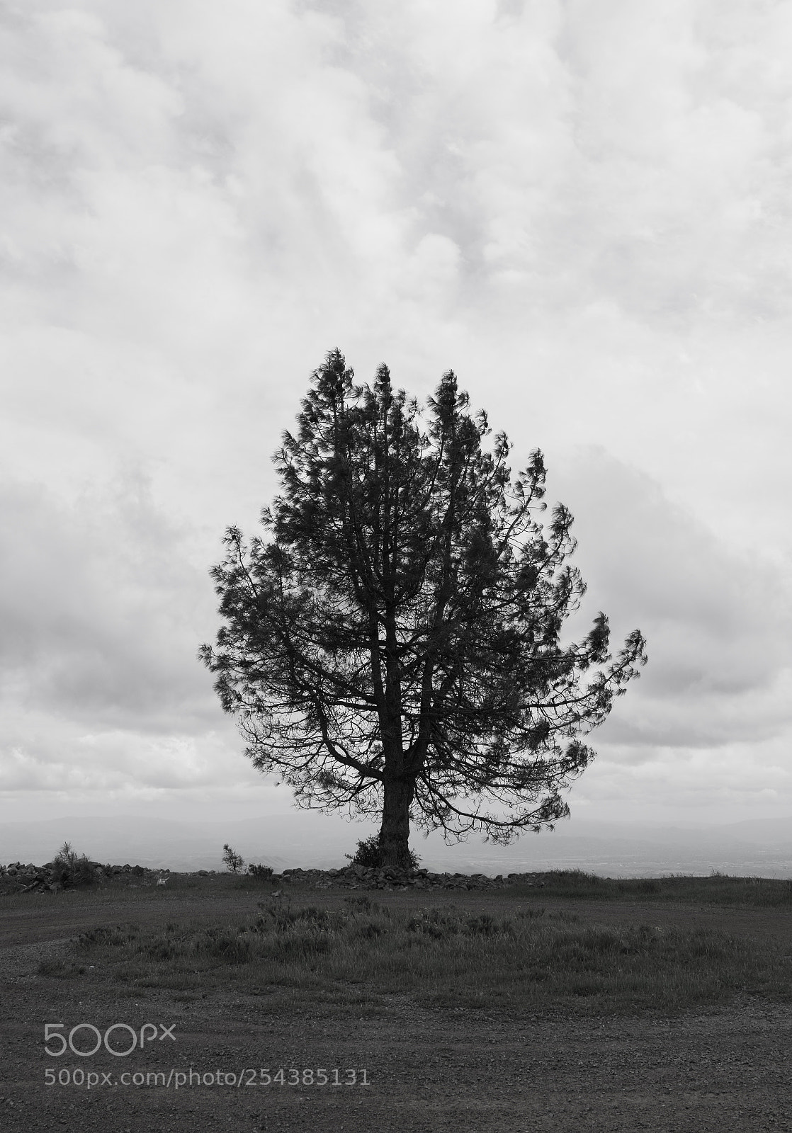 Sony a6300 sample photo. The lonely tree photography