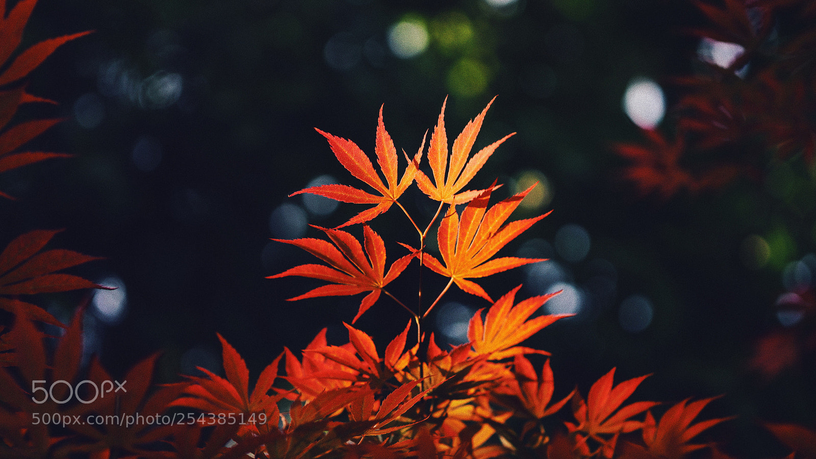 Sony Alpha NEX-7 sample photo. Untitled photography