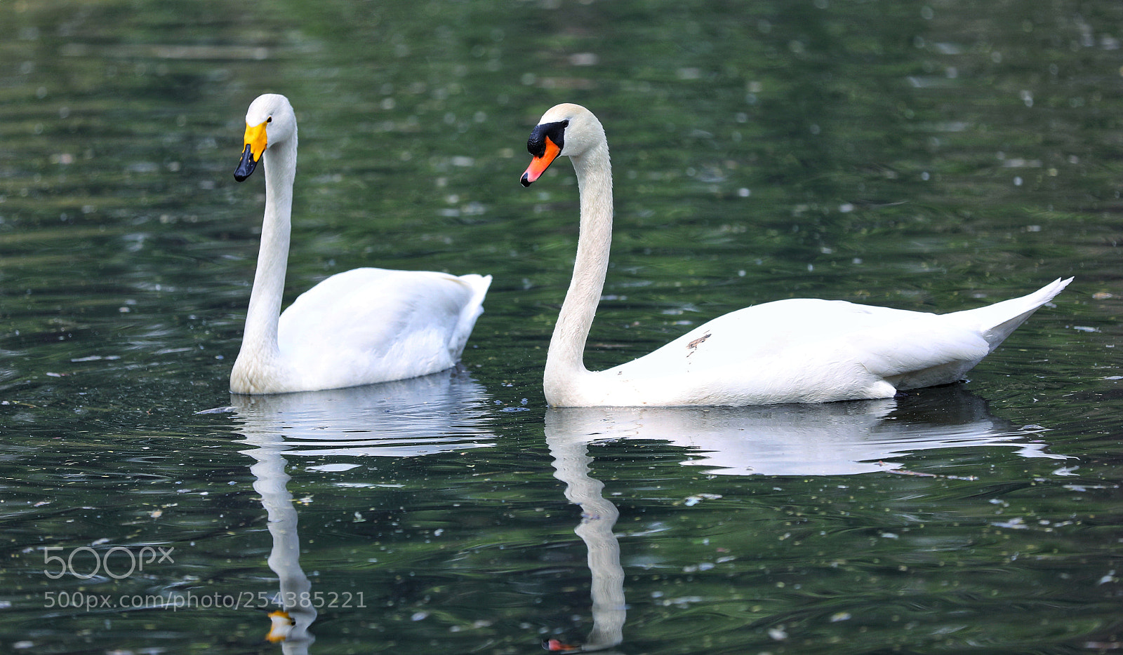Canon EOS 5D Mark IV sample photo. 恋人 photography
