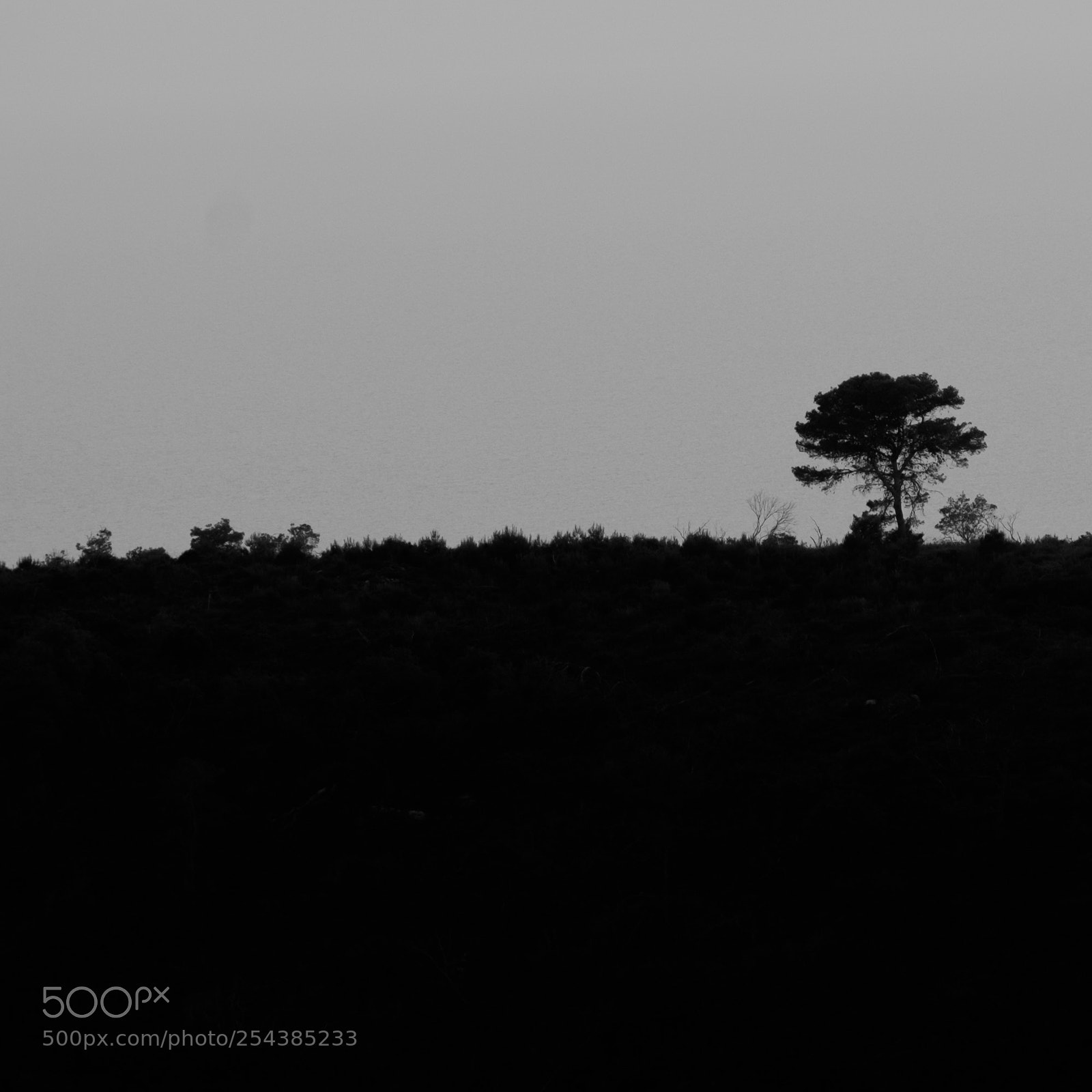 Fujifilm X-T1 sample photo. A lone tree photography