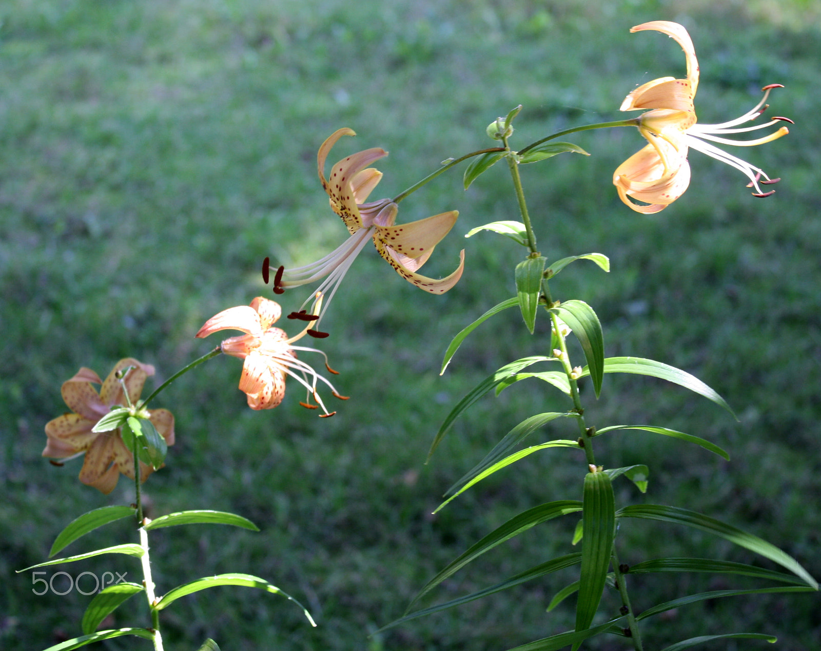 Canon EOS 1000D (EOS Digital Rebel XS / EOS Kiss F) sample photo. Sunkissed liies photography