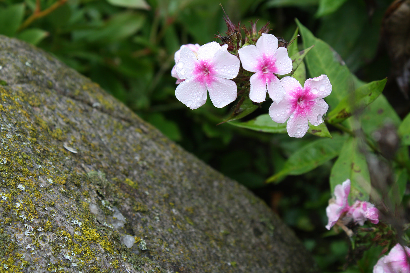 Canon EOS 1000D (EOS Digital Rebel XS / EOS Kiss F) sample photo. Flowers with rock photography
