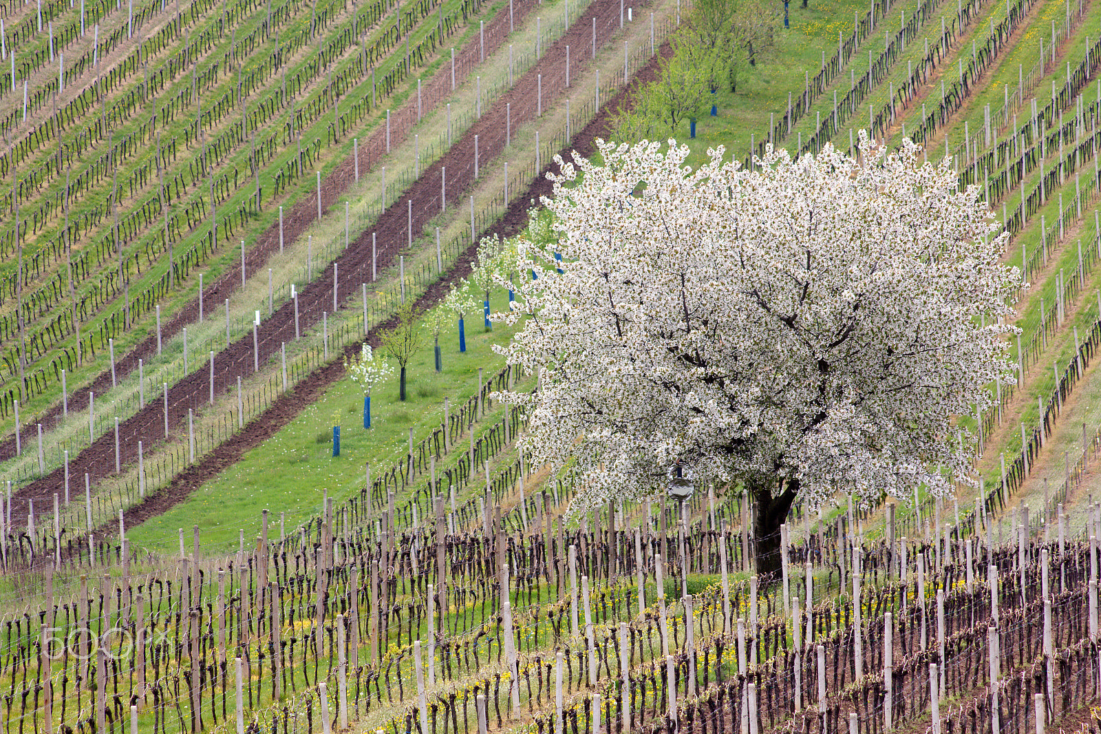 Canon EOS 60D sample photo. Spring in the vineyard photography