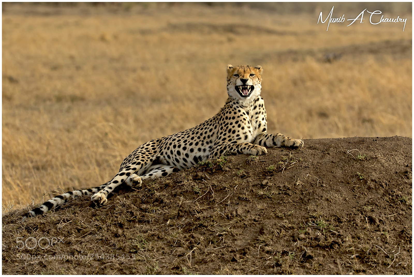 Canon EOS 7D Mark II sample photo. The relaxing feline! photography