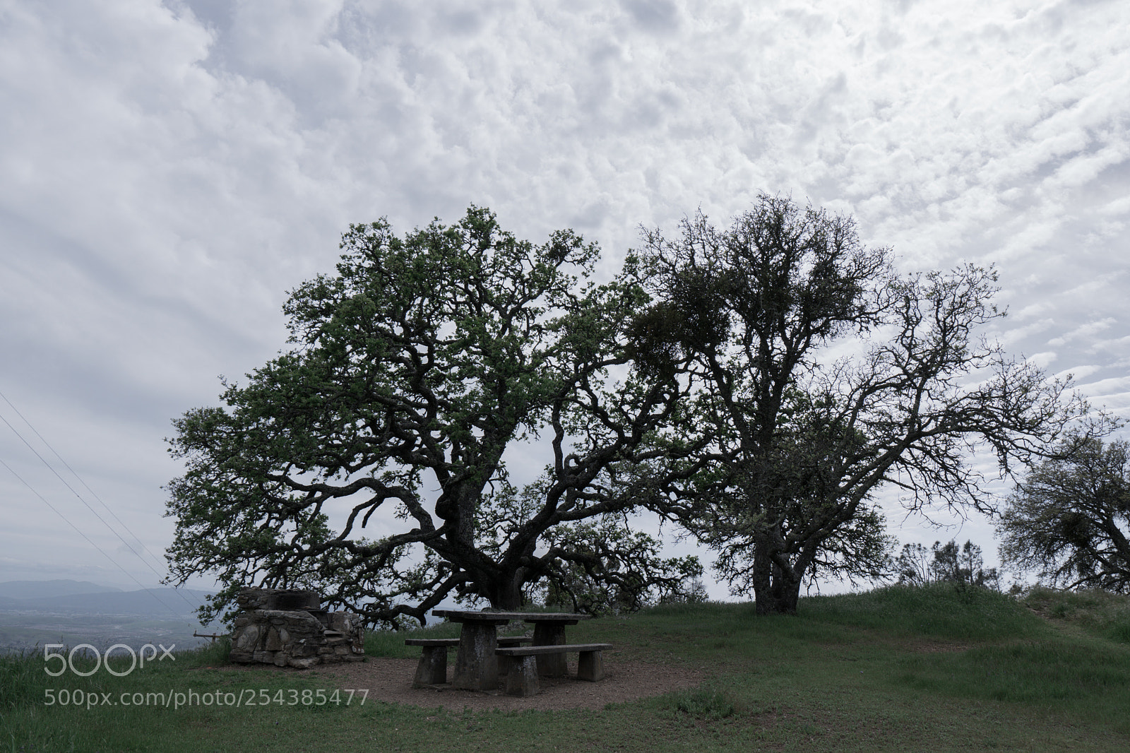 Sony a6300 sample photo. Trees photography