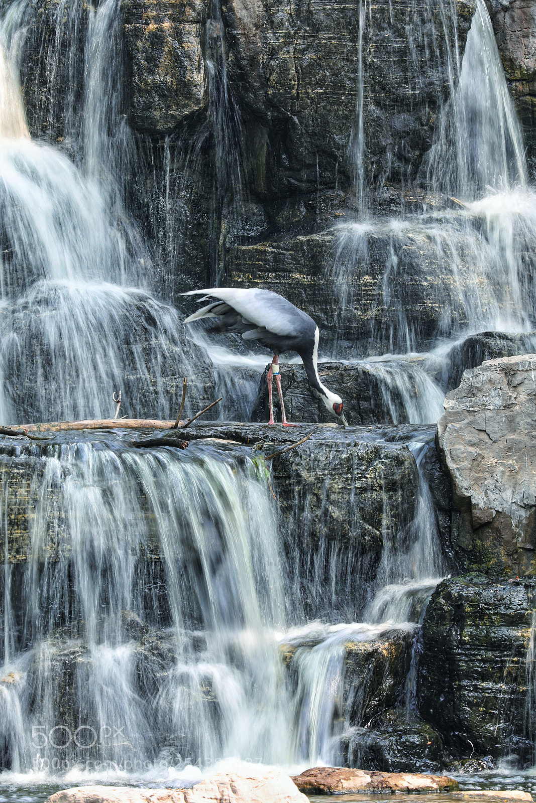 Canon EOS 5D Mark IV sample photo. 溪流鹤鸣 photography