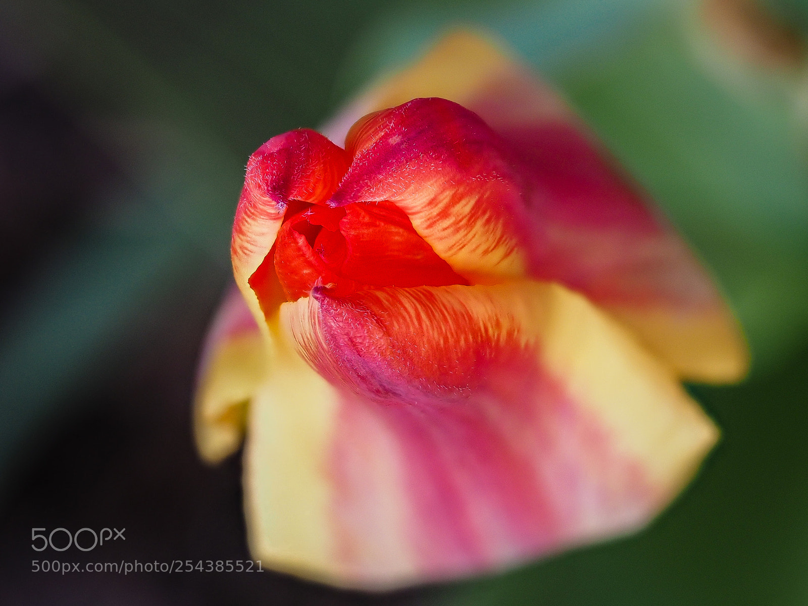 Olympus OM-D E-M1 sample photo. Fire tulip 2 photography
