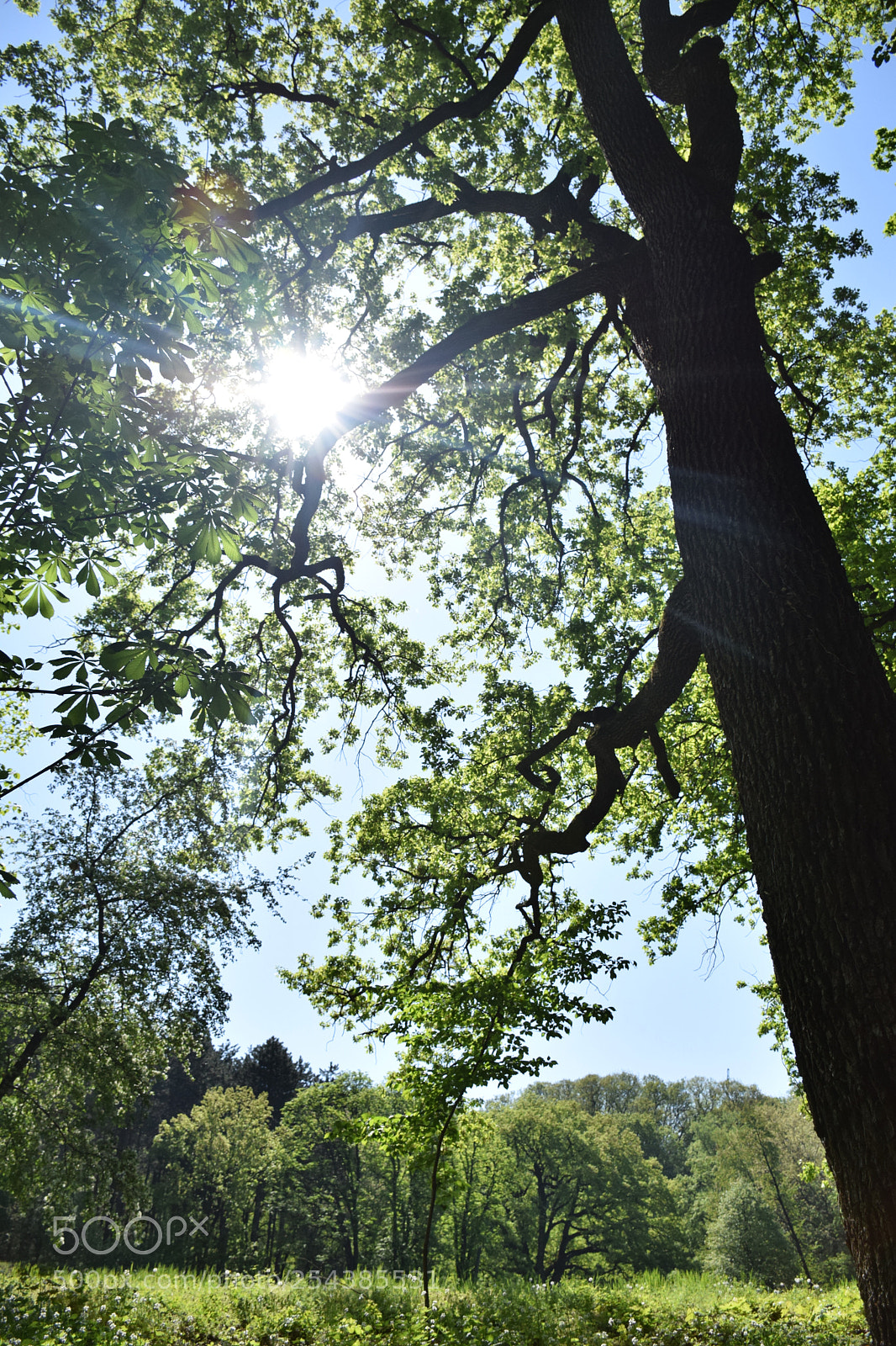 Nikon D5300 sample photo. Light green photography