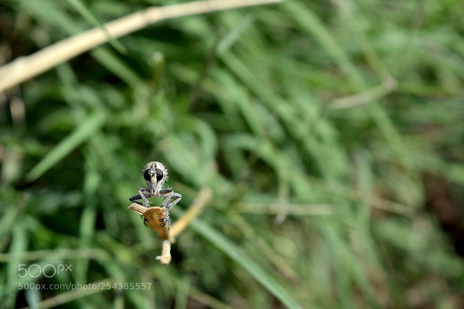 Nikon D3300 sample photo. Robberfly photography