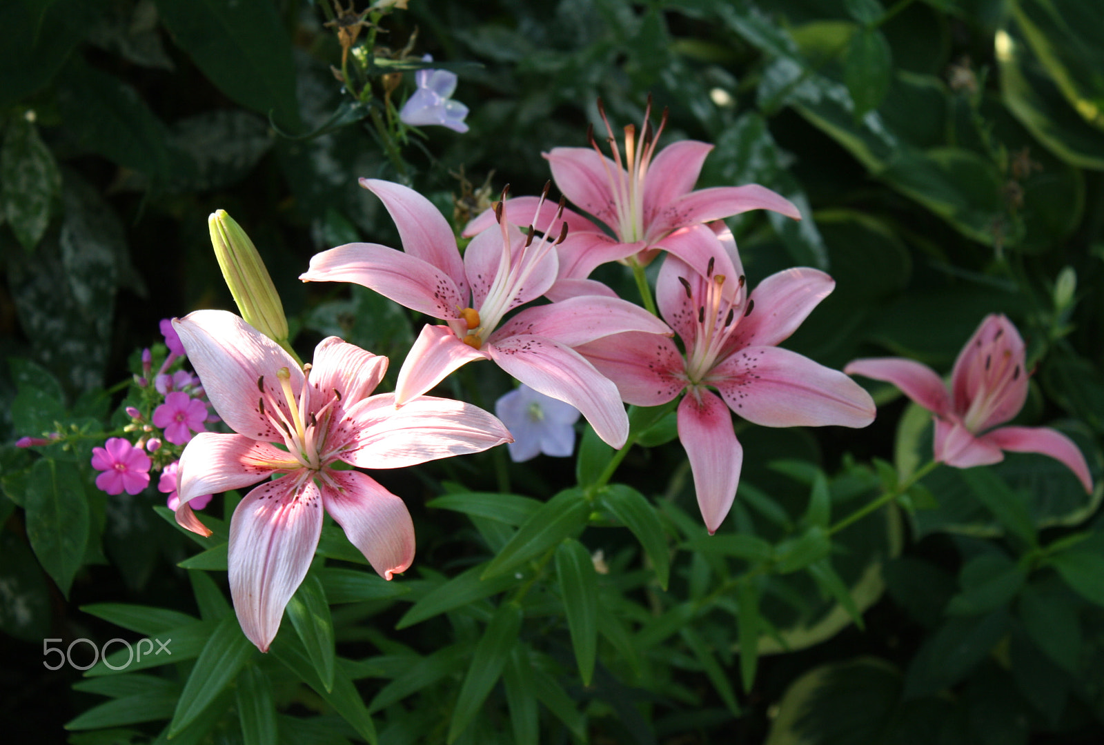 Canon EOS 1000D (EOS Digital Rebel XS / EOS Kiss F) sample photo. Group of pink lilies photography