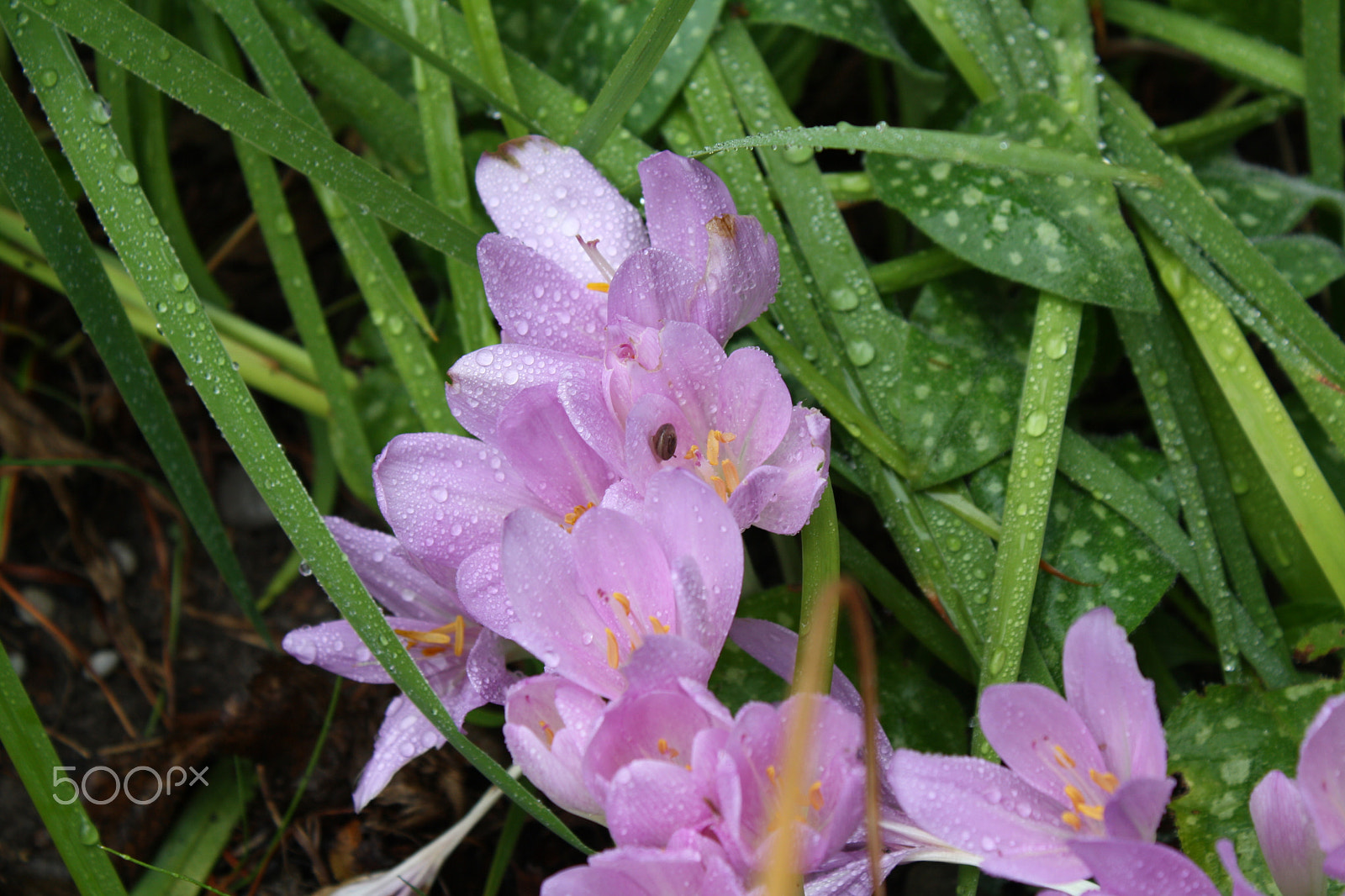 Canon EOS 1000D (EOS Digital Rebel XS / EOS Kiss F) sample photo. Crocuses with snail photography
