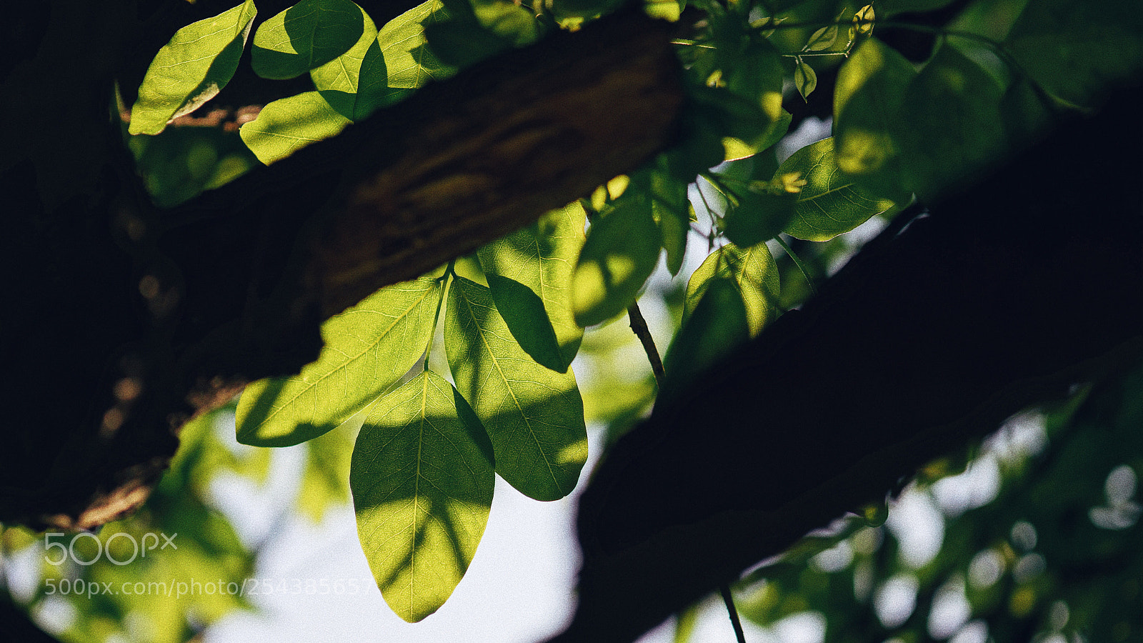 Sony Alpha NEX-7 sample photo. Untitled photography