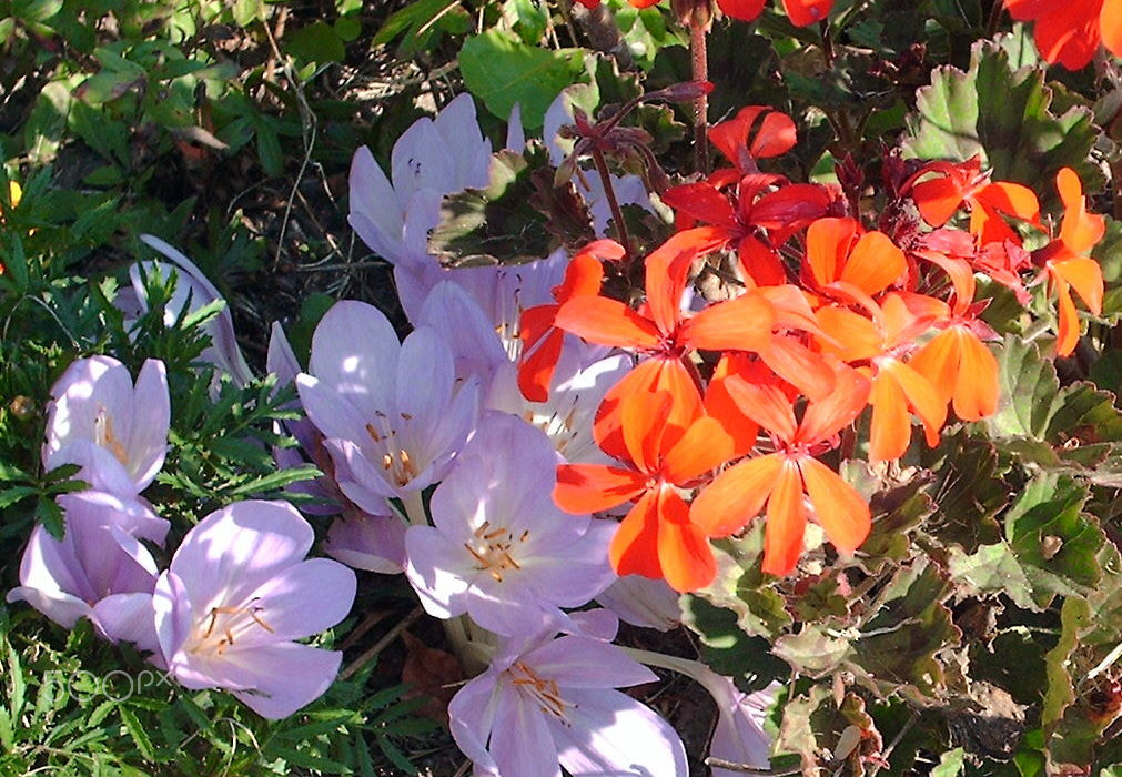 HP PHOTOSMART E327 sample photo. Fall crocuses with geraniums photography
