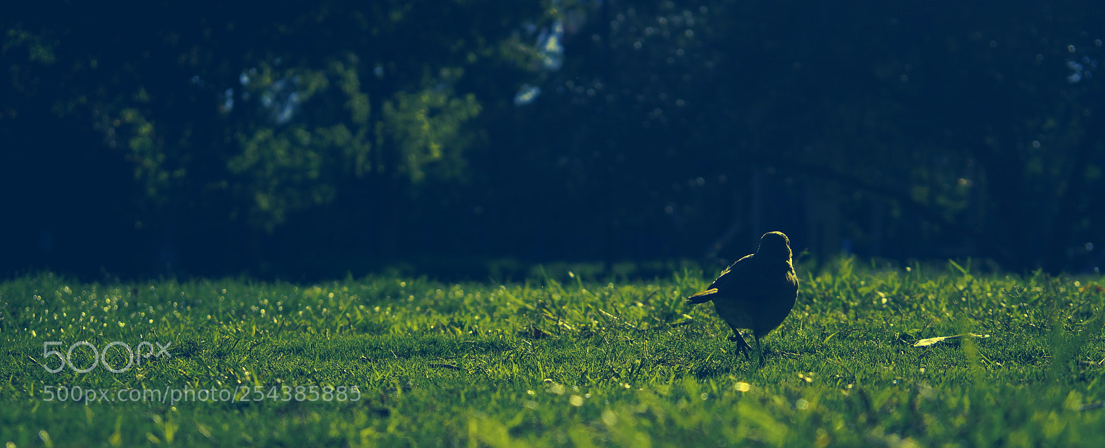 Sony Alpha a3500 sample photo. Dsc photography