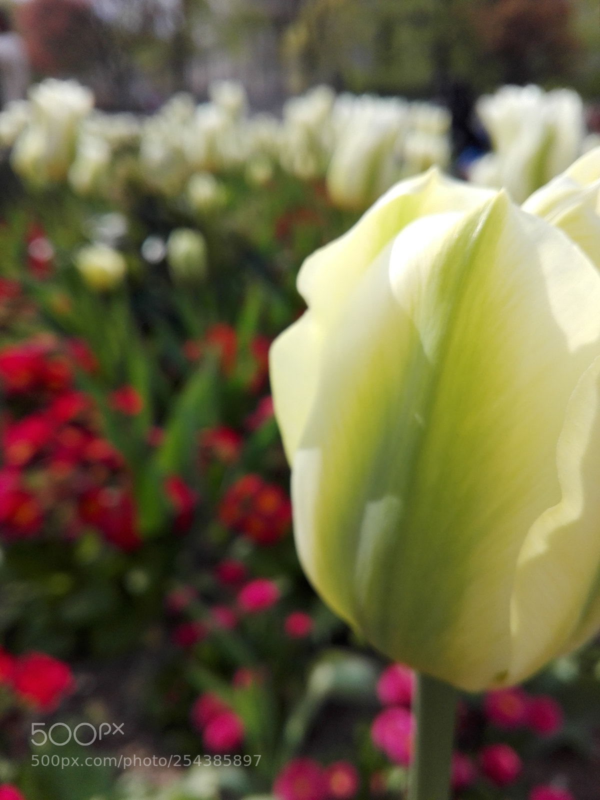 HUAWEI P8 Lite sample photo. Not alone photography