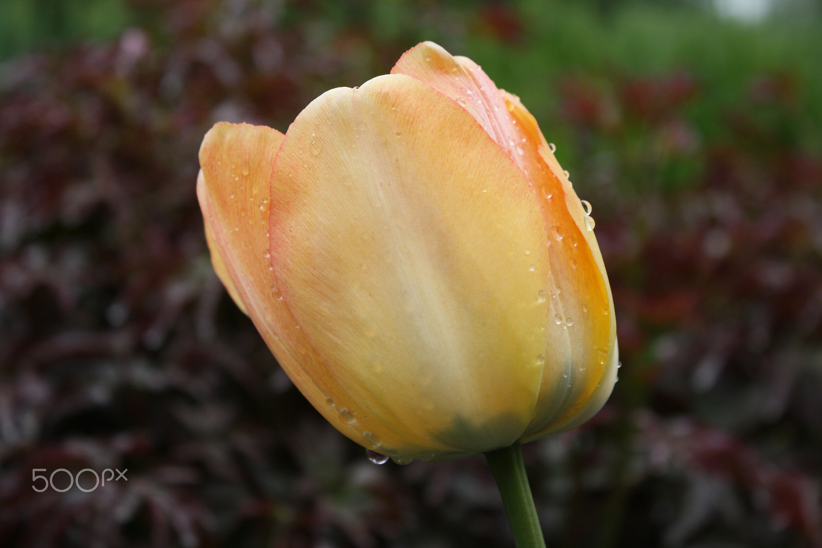 Canon EOS 1000D (EOS Digital Rebel XS / EOS Kiss F) sample photo. Orange tulip photography