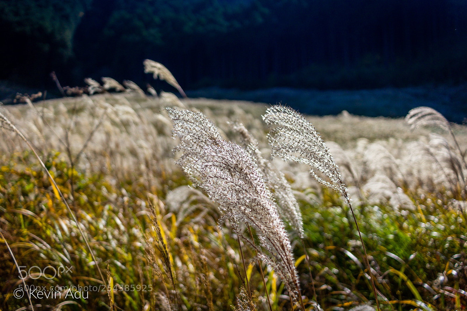 Canon EOS 1200D (EOS Rebel T5 / EOS Kiss X70 / EOS Hi) sample photo. Pampas grass photography