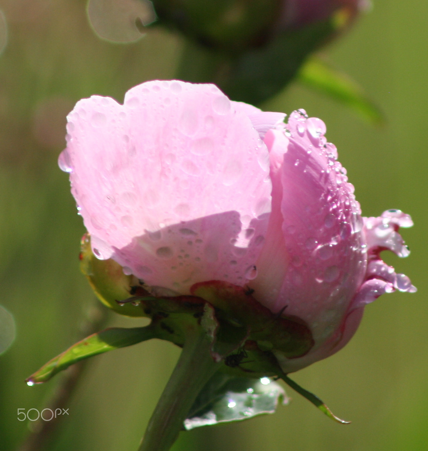 Canon EOS 1000D (EOS Digital Rebel XS / EOS Kiss F) sample photo. Pink rose with raindrops photography