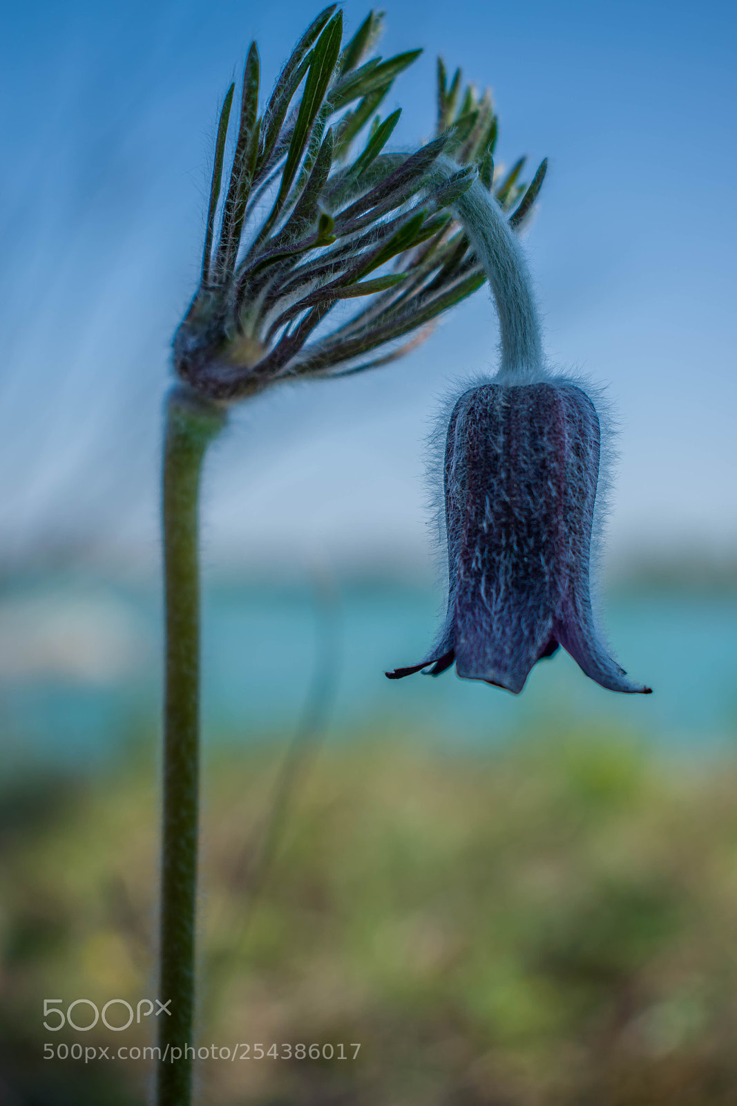 Nikon D5300 sample photo. Hairy pulsatila photography