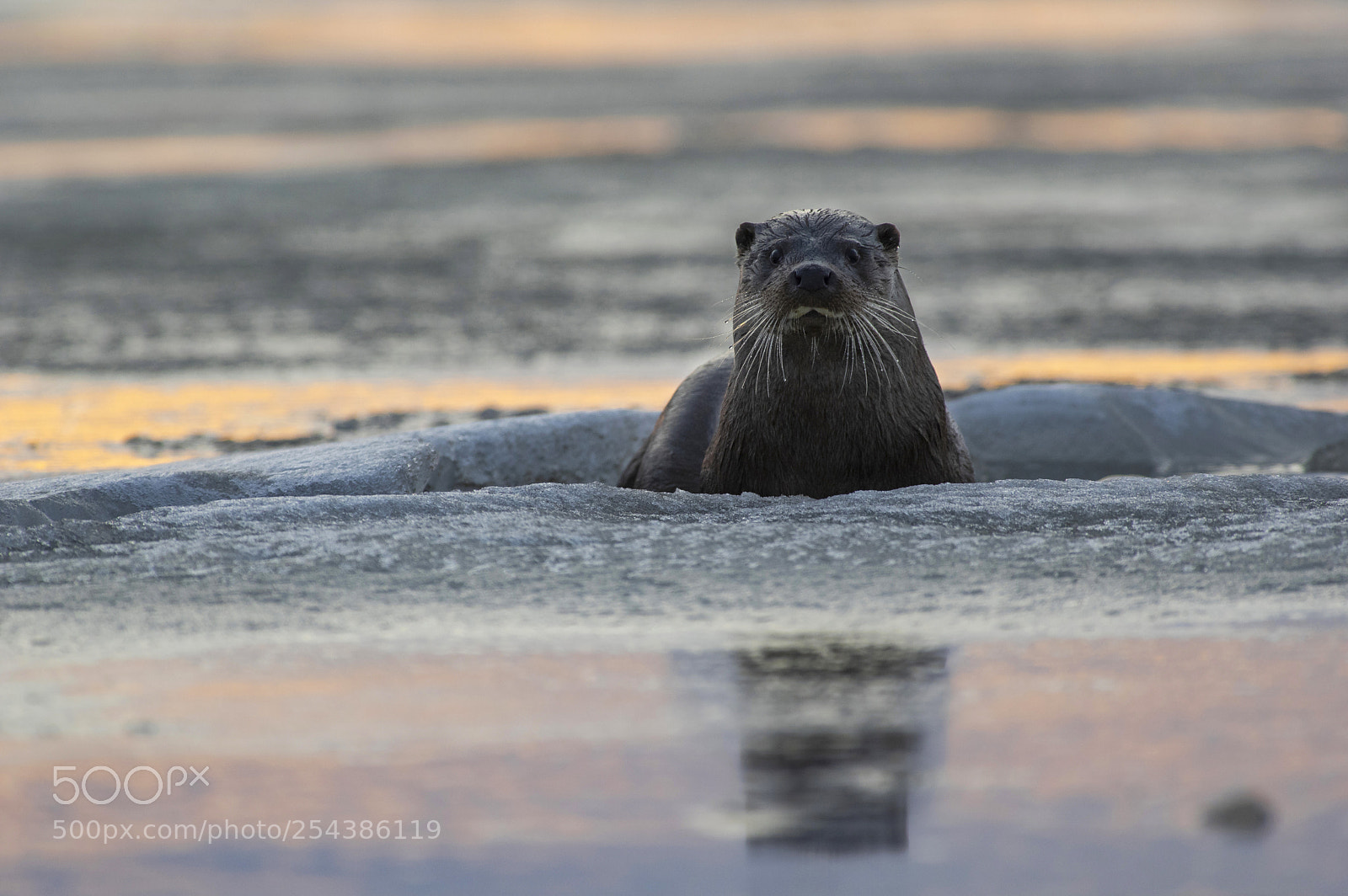 Pentax K-3 sample photo. Eurasian otter photography
