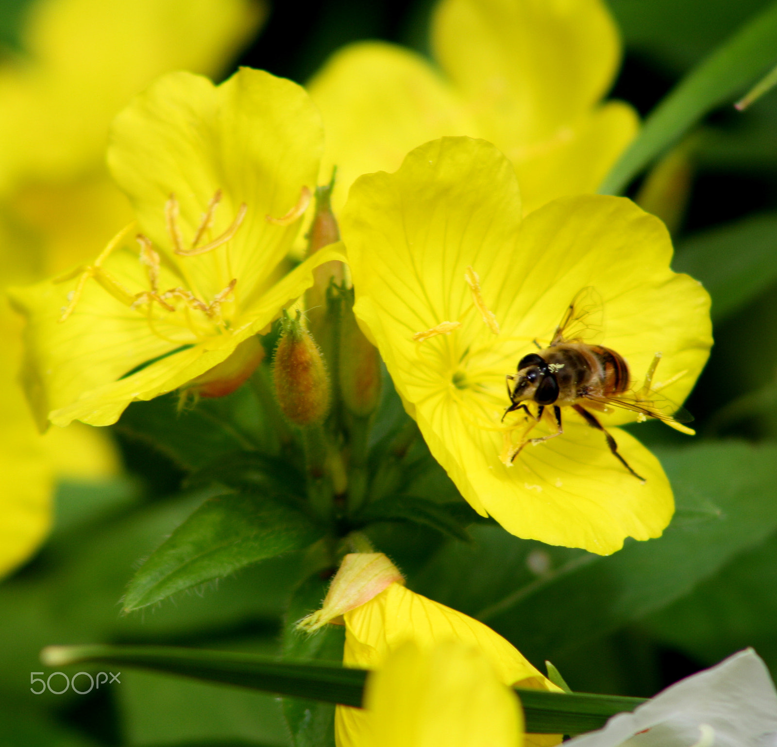 Canon EOS 1000D (EOS Digital Rebel XS / EOS Kiss F) sample photo. Yellow flowers with bee photography