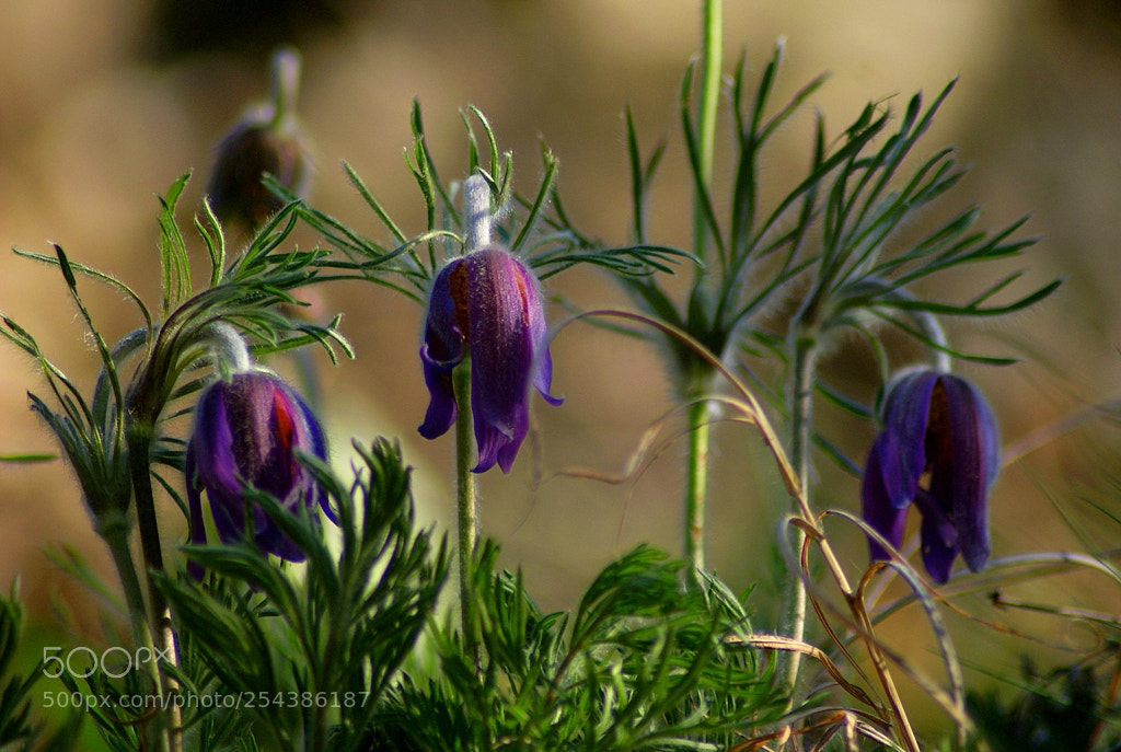 Sony Alpha DSLR-A200 sample photo. Pulsatila montana photography