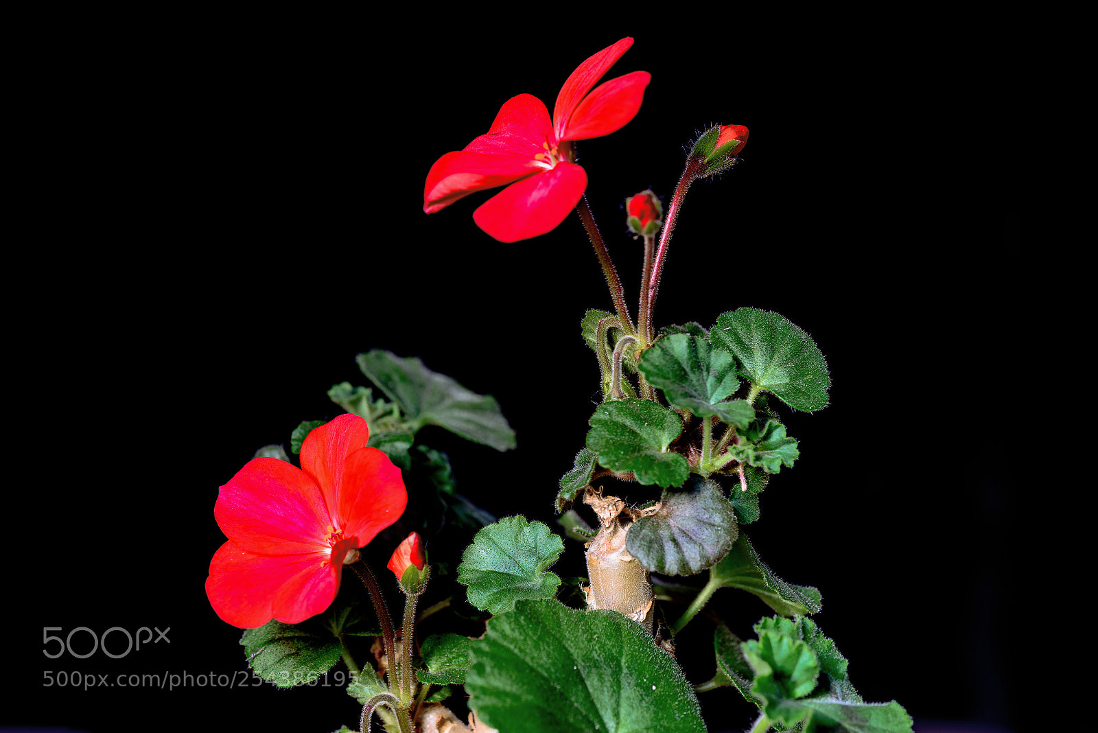 Nikon D800 sample photo. Geranium photography