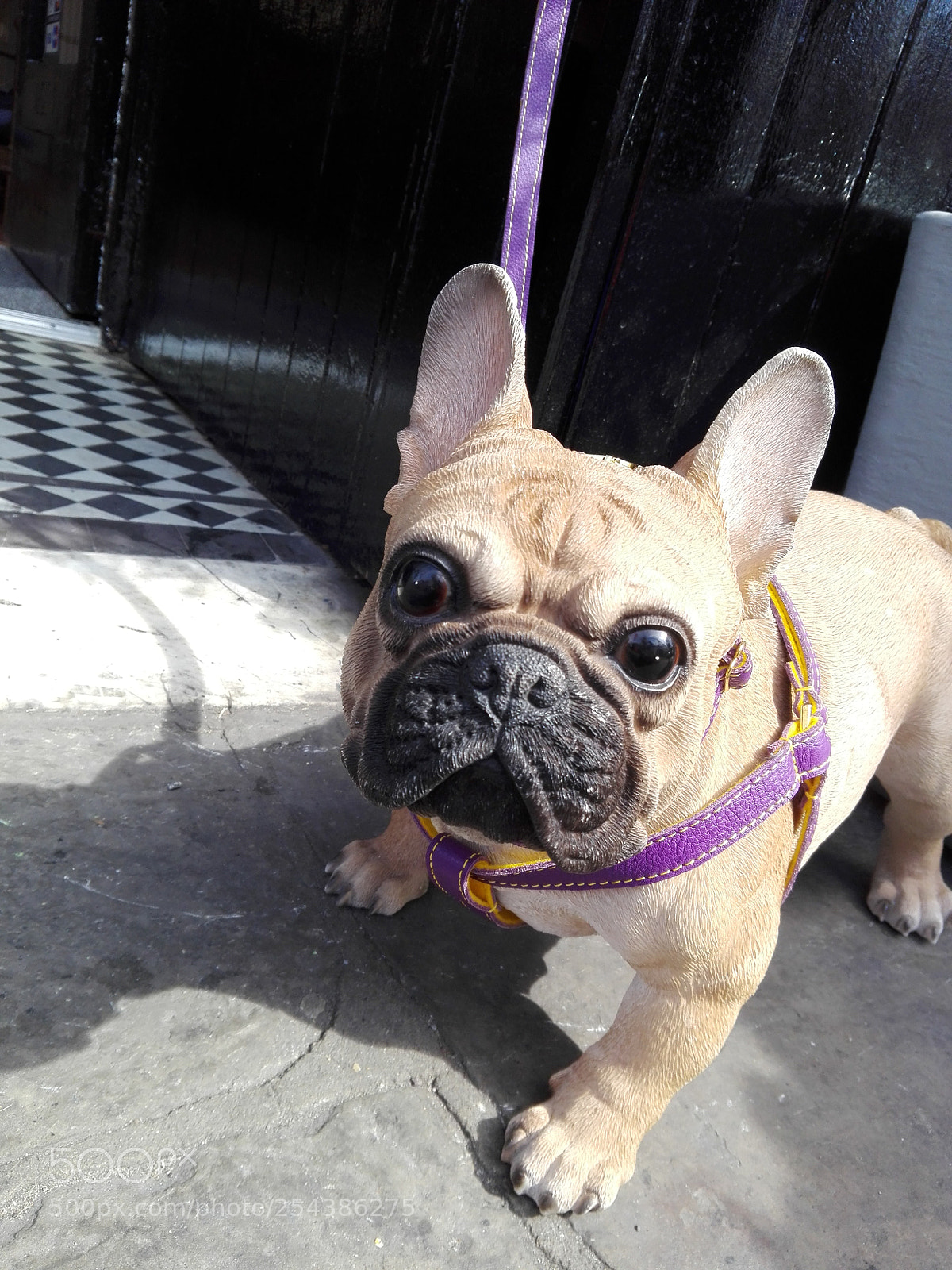 HUAWEI P8 Lite sample photo. Purple-belt photography