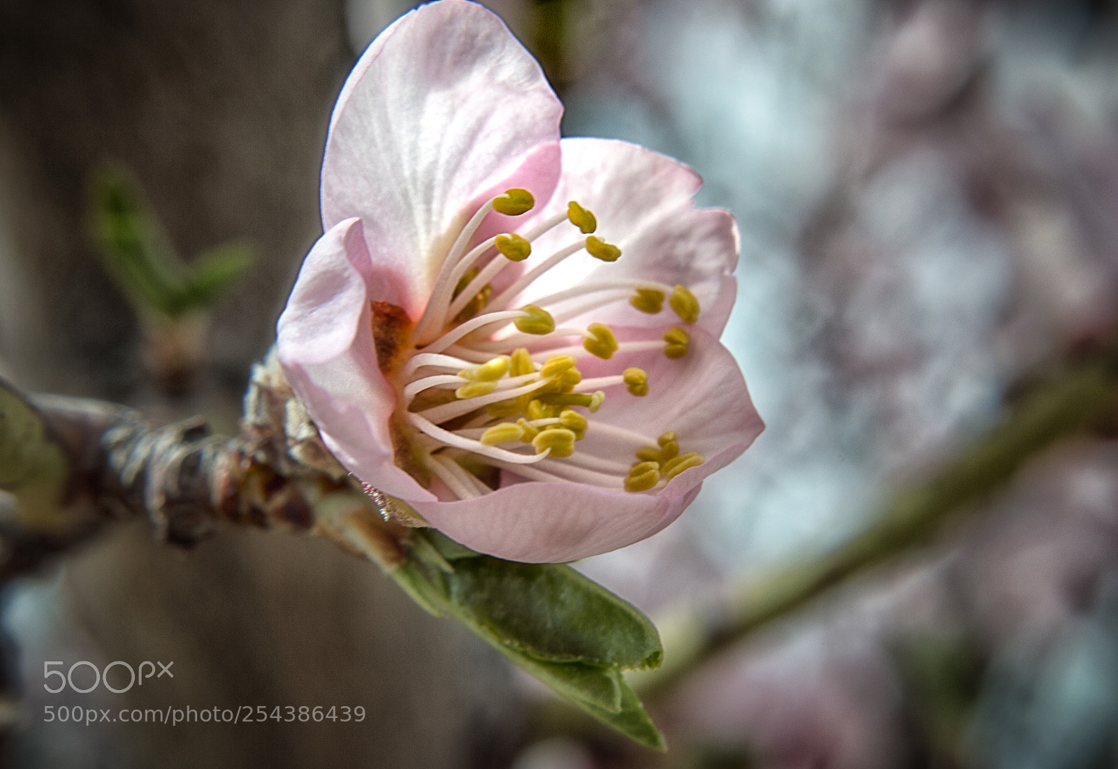 Nikon D3200 sample photo. Lit blossom photography
