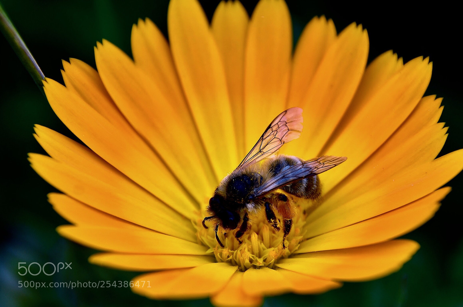 Nikon D7000 sample photo. Can photography
