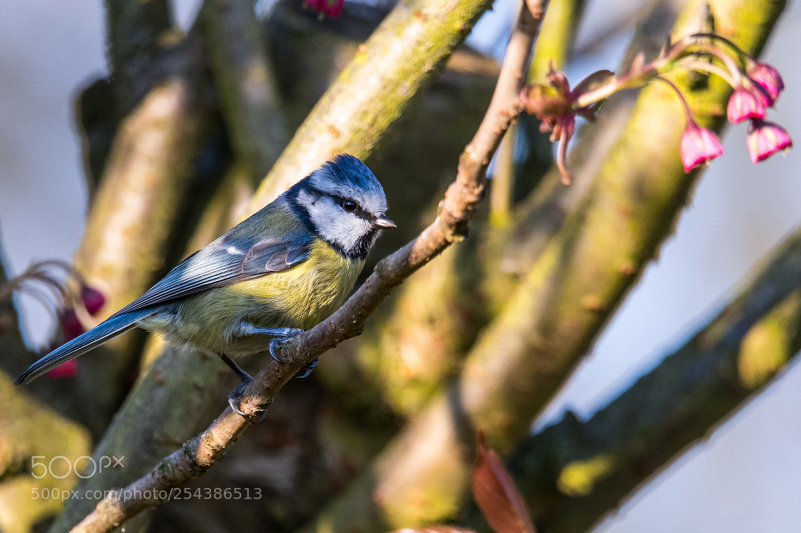 Nikon D850 sample photo. Spring tit photography